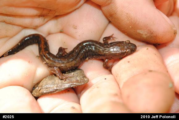 Northern Dusky Salamander