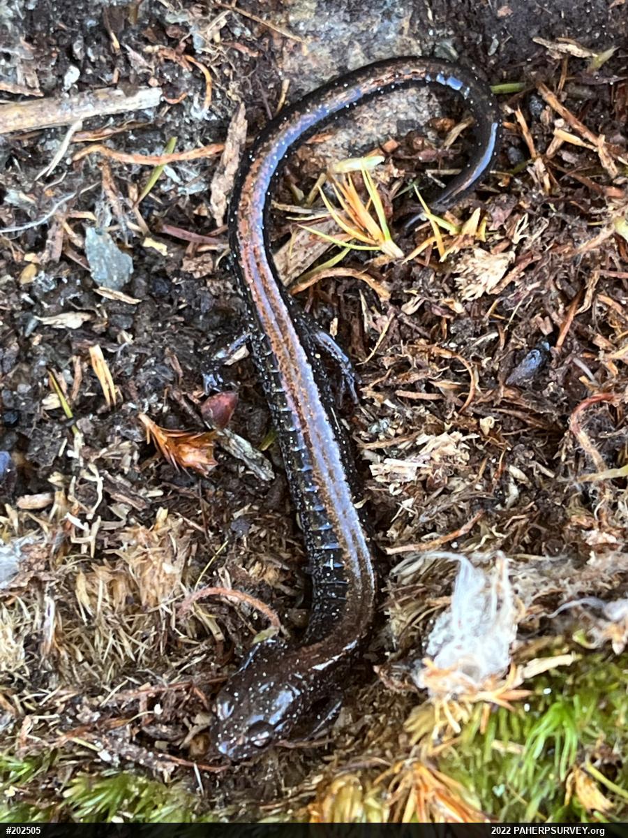 Eastern Red-backed  Salamander