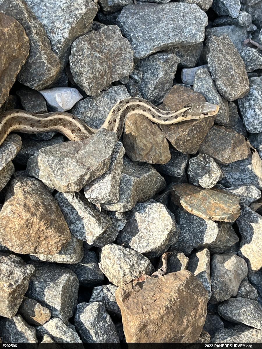 Eastern Gartersnake