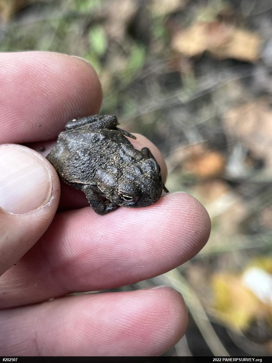 Eastern American Toad
