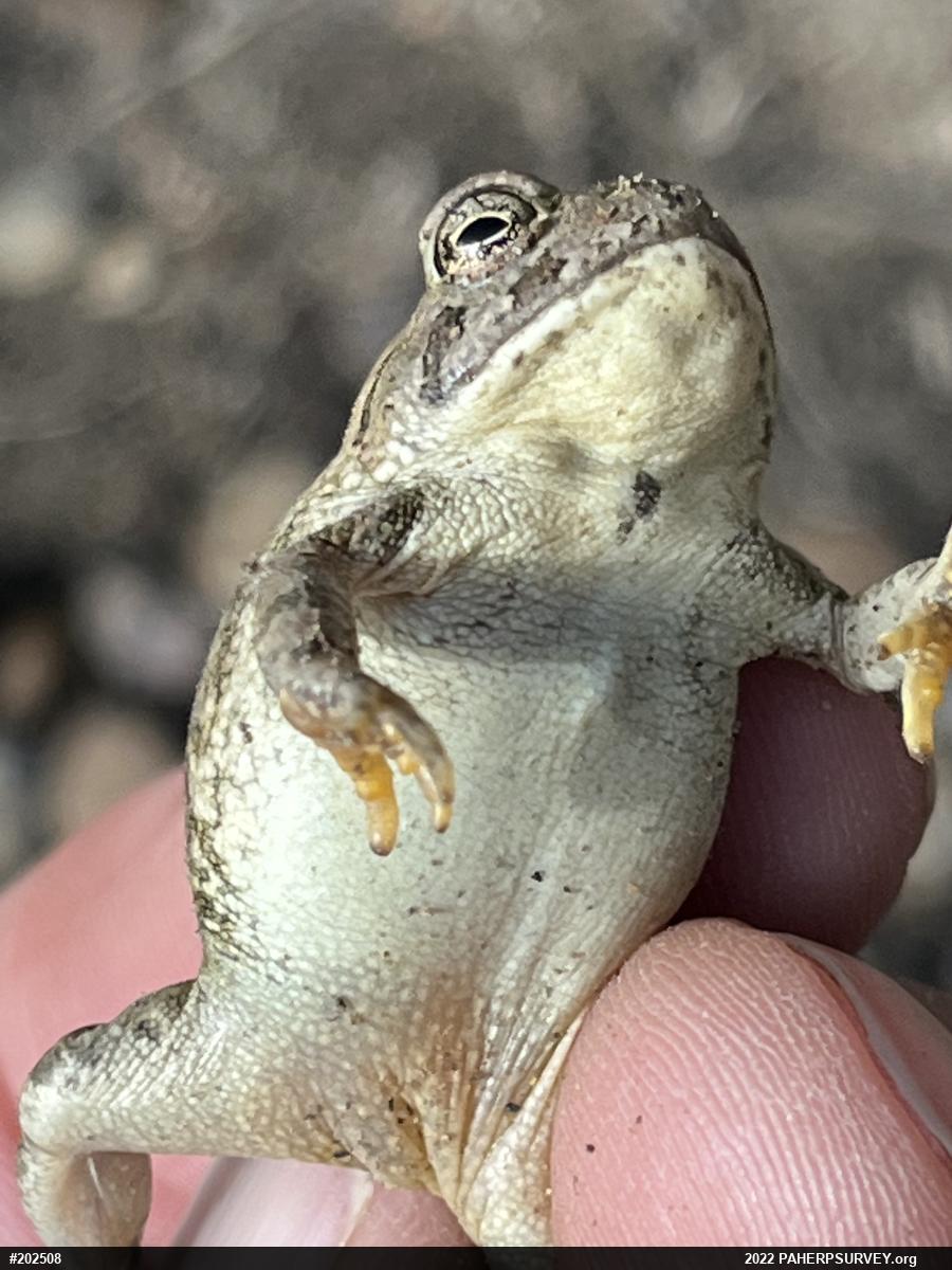 Fowler's Toad