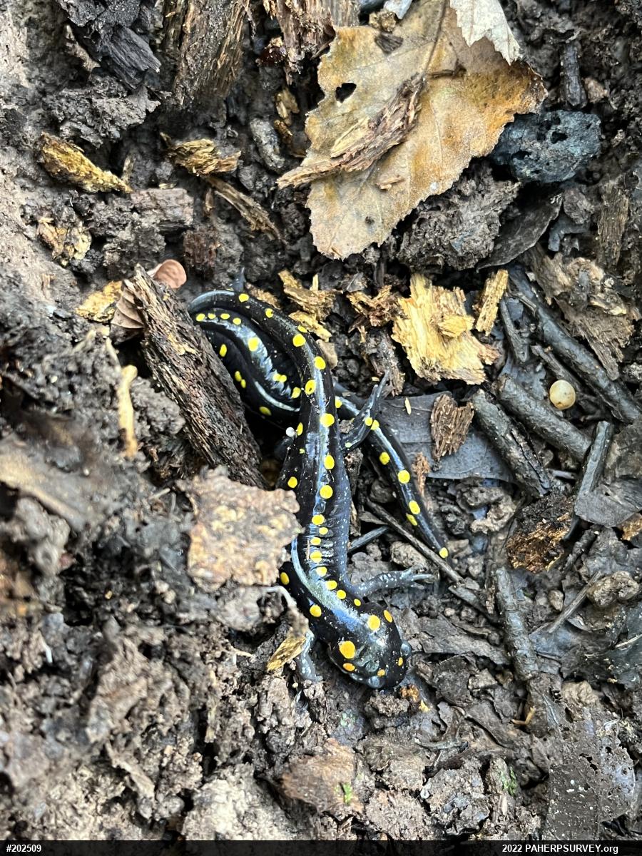 Spotted Salamander