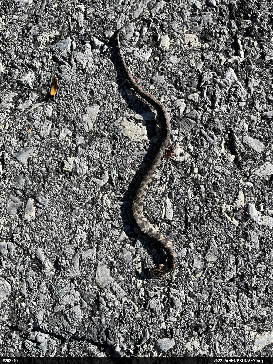 Northern Watersnake