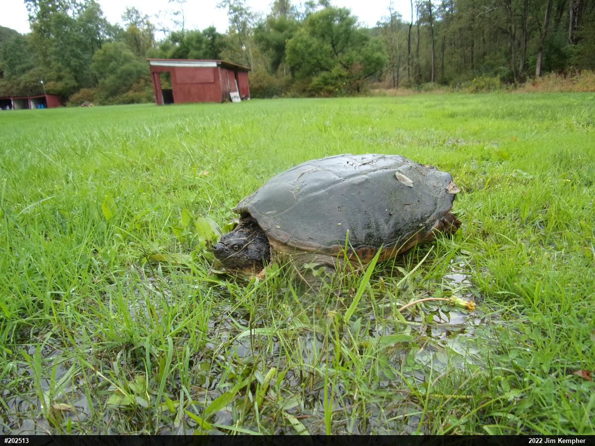 Snapping Turtle