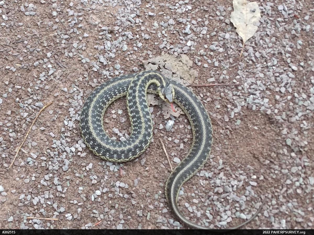 Eastern Gartersnake