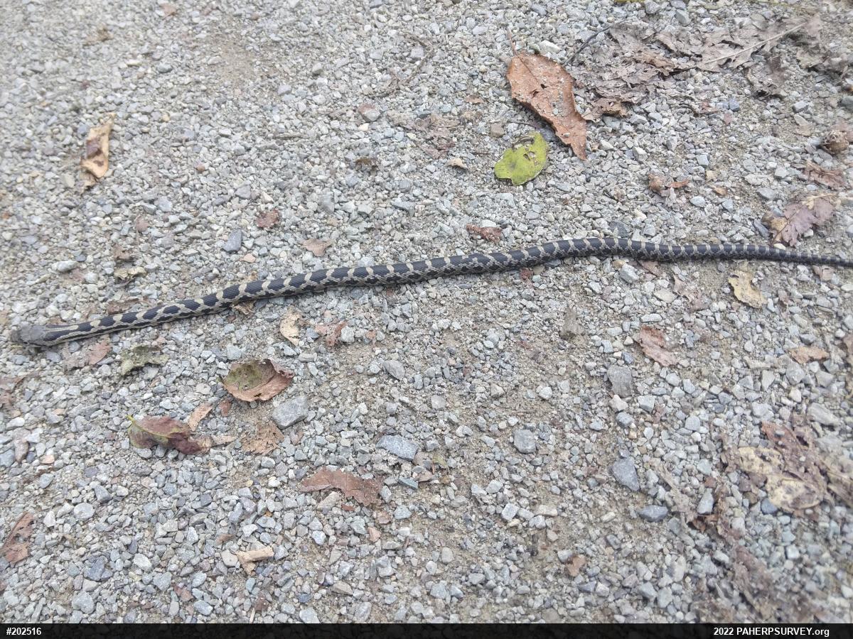 Eastern Ratsnake