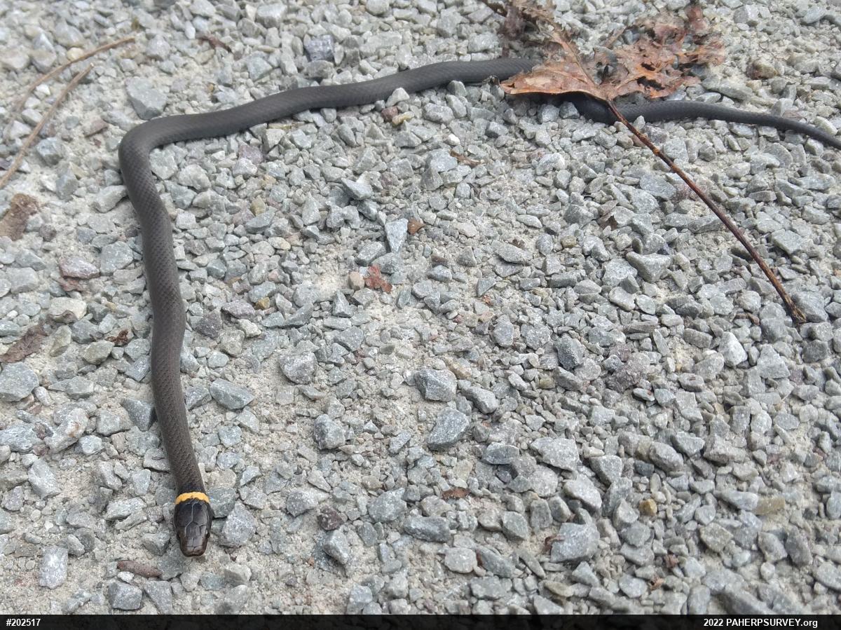 Northern Ring-necked Snake