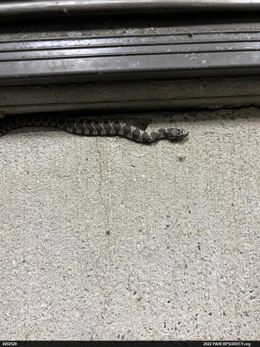 Northern Watersnake