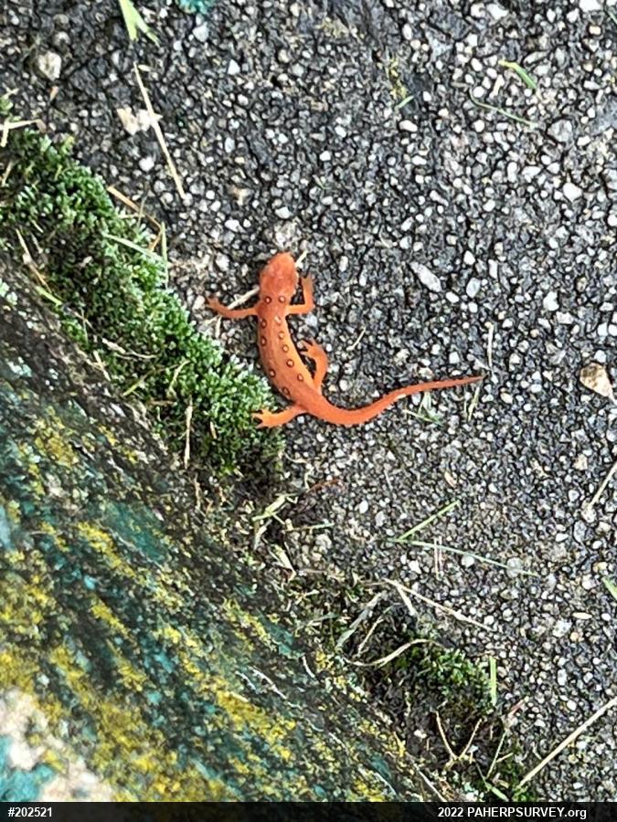 Red-spotted Newt