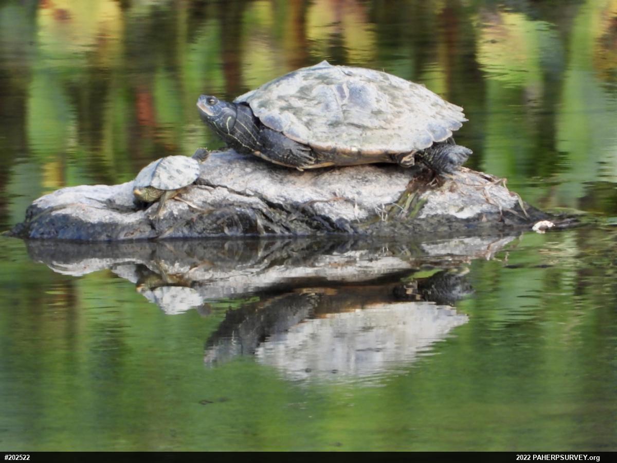 Northern Map Turtle