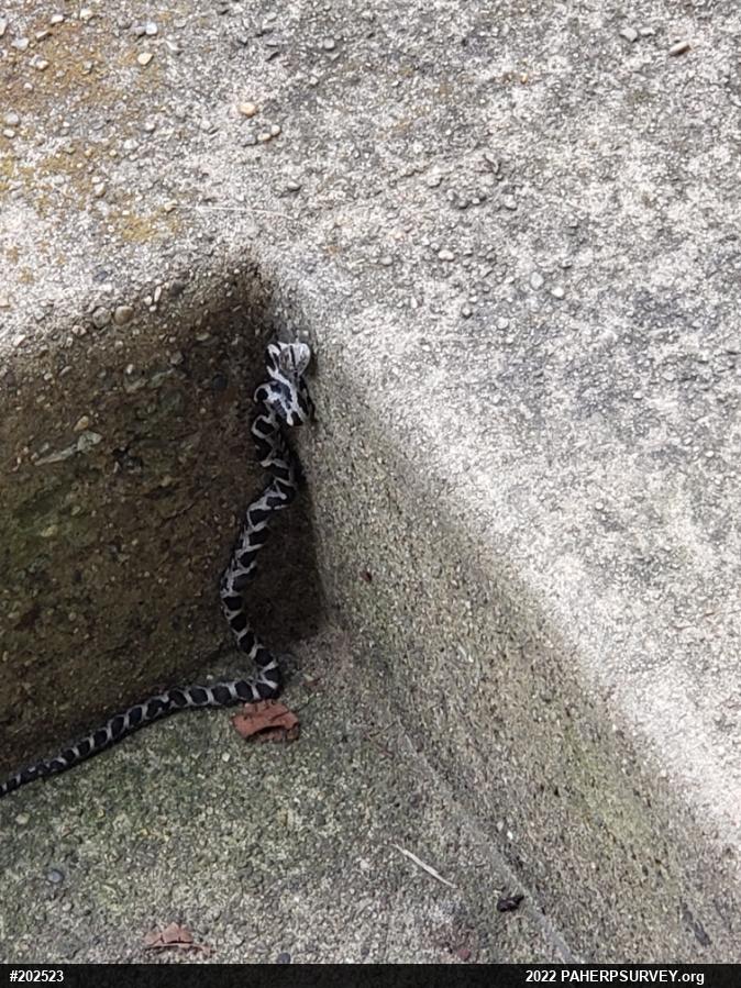 Eastern Ratsnake