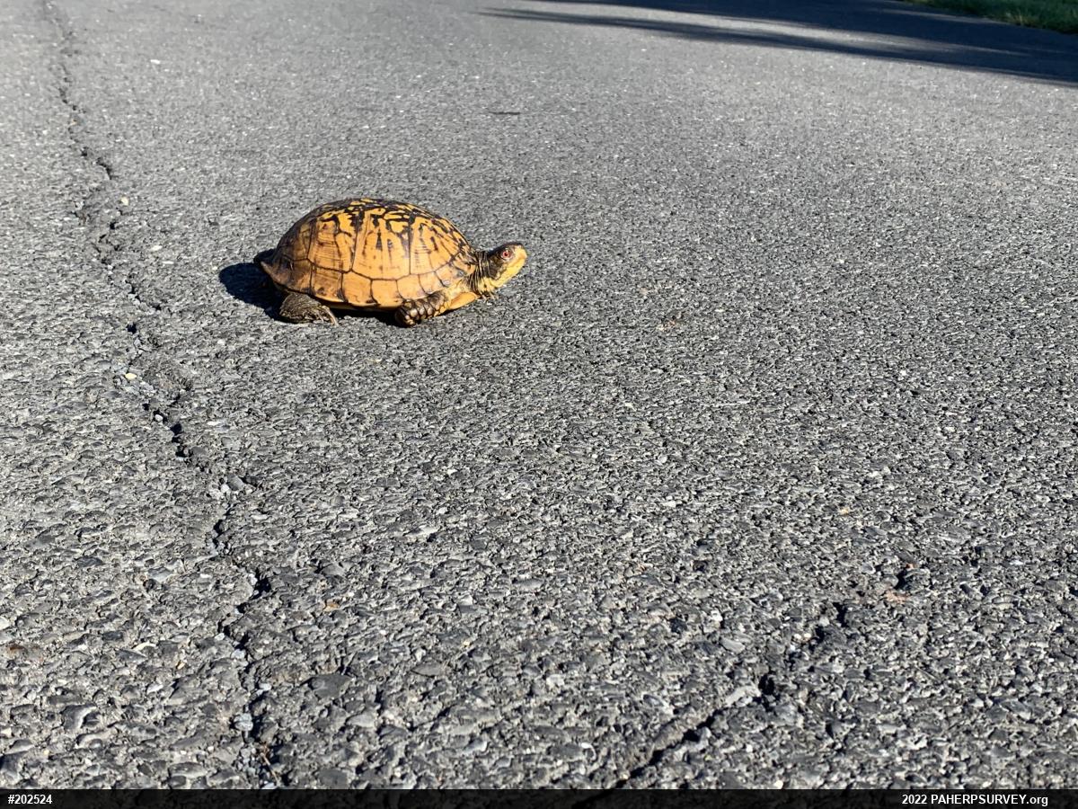 Eastern Box Turtle