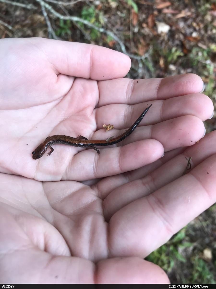 Eastern Red-backed  Salamander