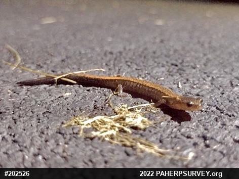 Eastern Red-backed  Salamander