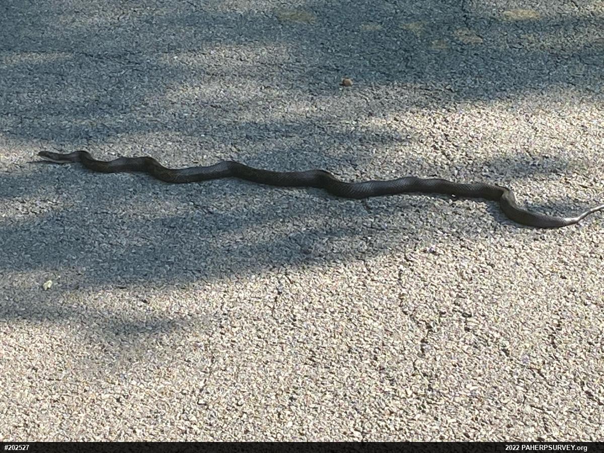 Eastern Ratsnake