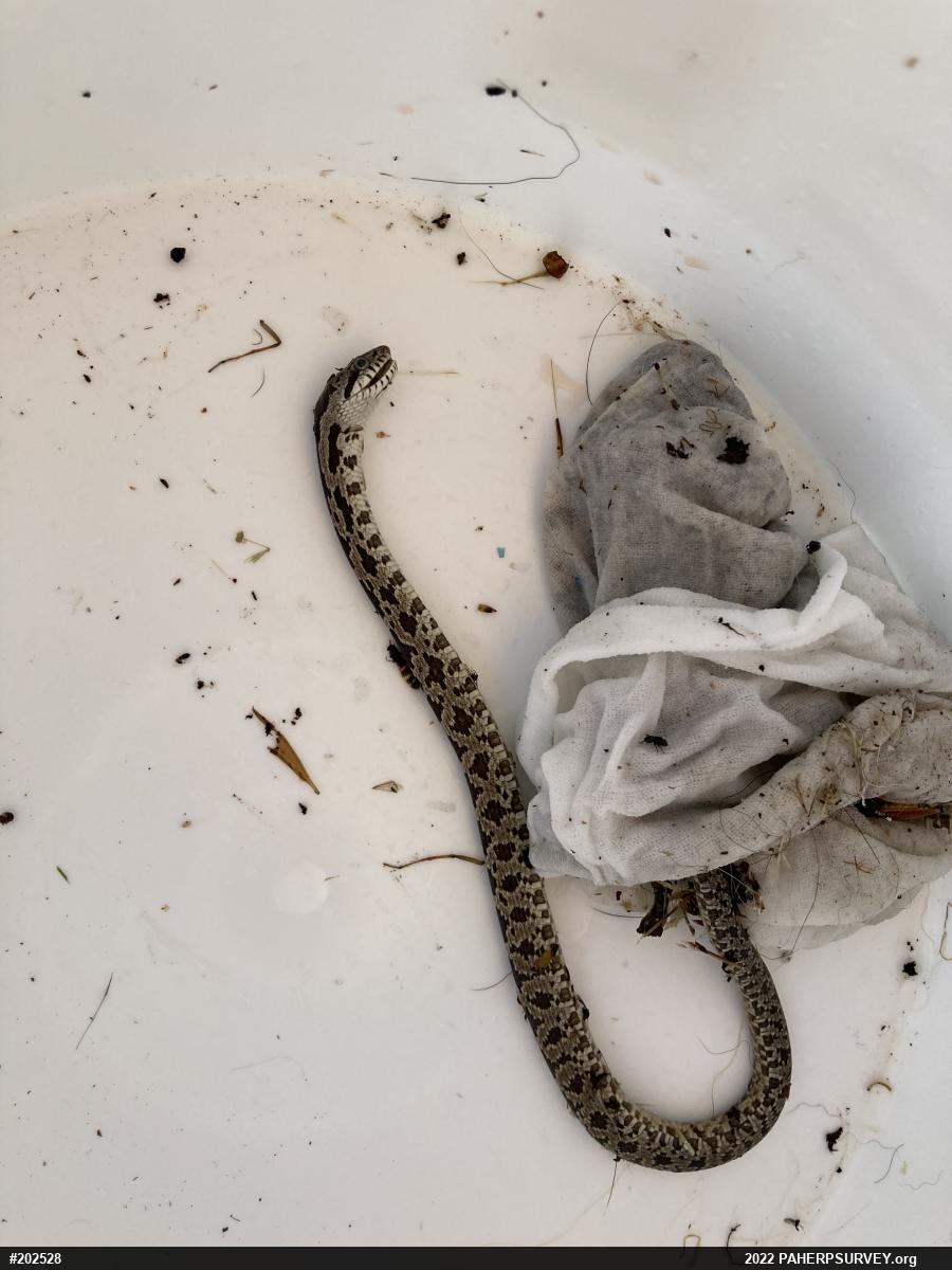 Eastern Ratsnake
