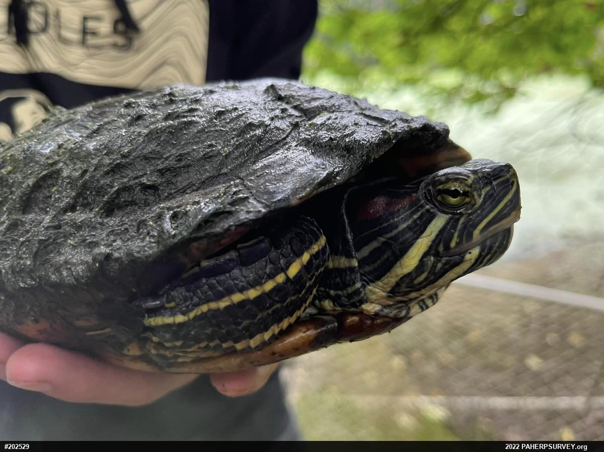 Red-eared Slider