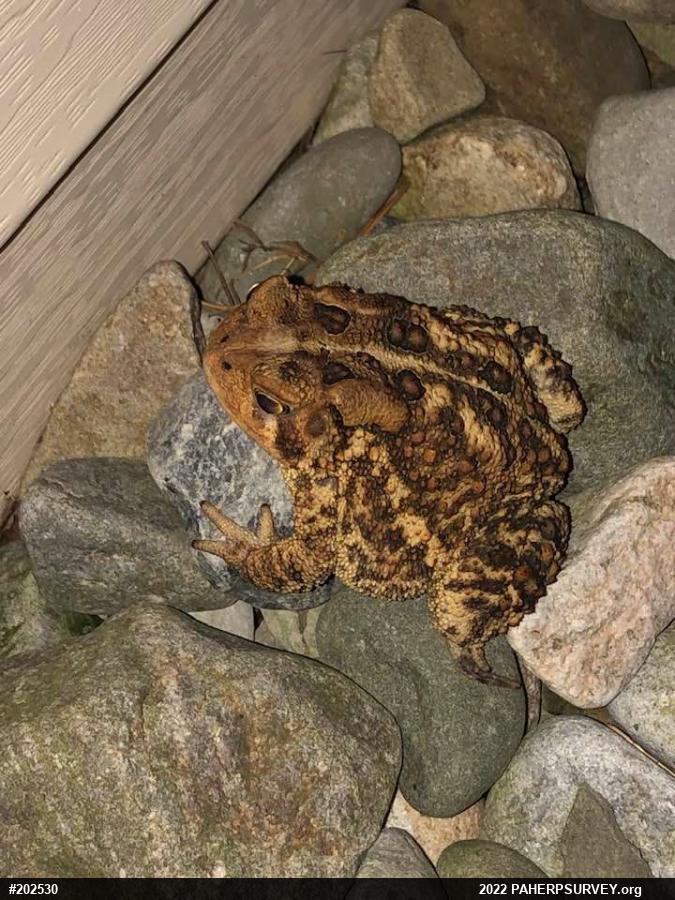 Eastern American Toad