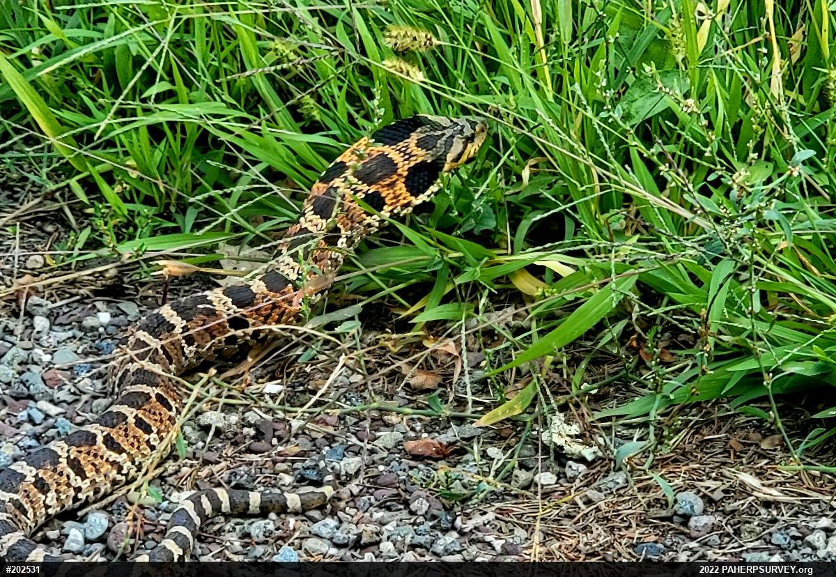 Eastern Hog-nosed Snake