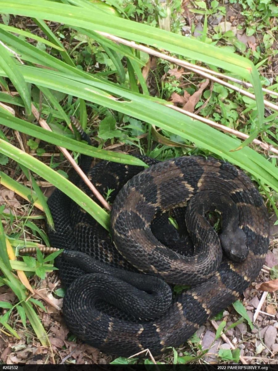 Timber Rattlesnake
