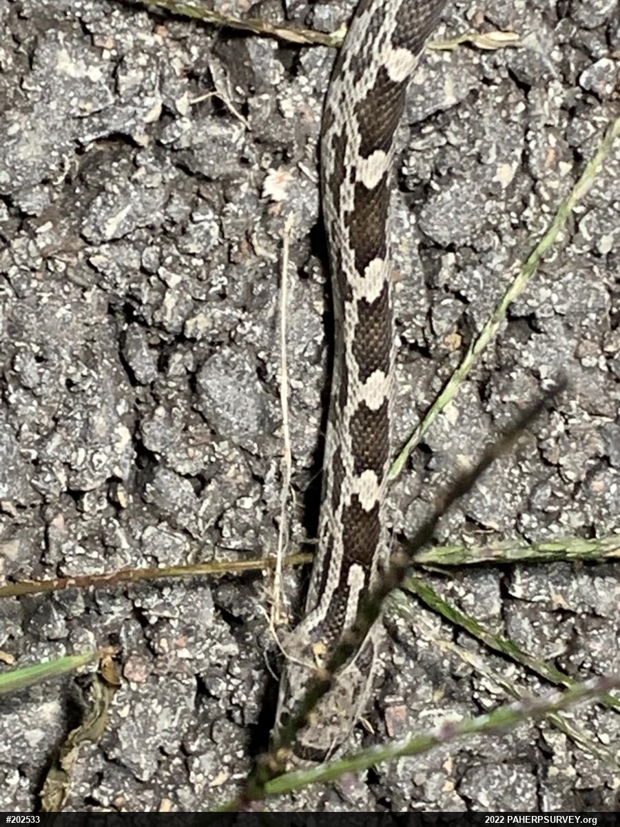 Eastern Ratsnake