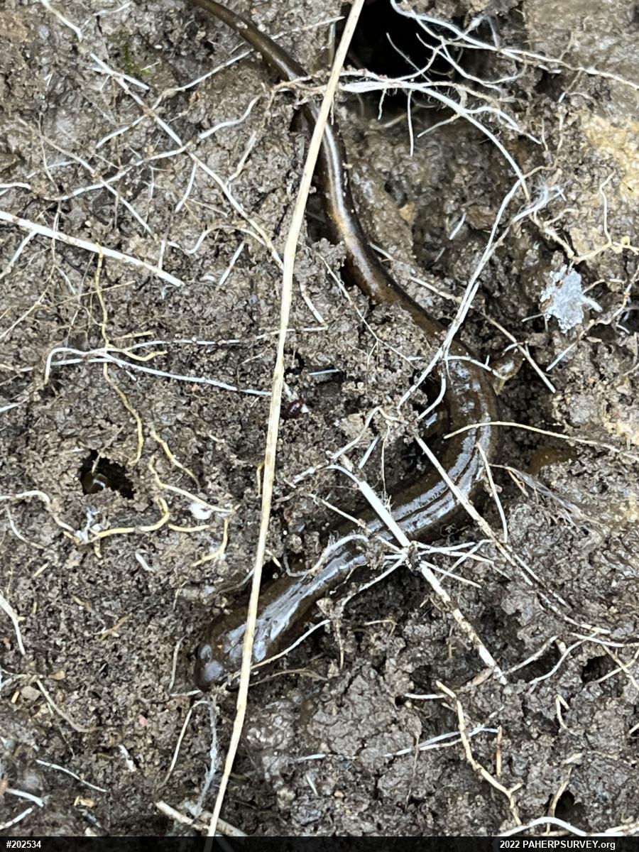Northern Two-lined Salamander