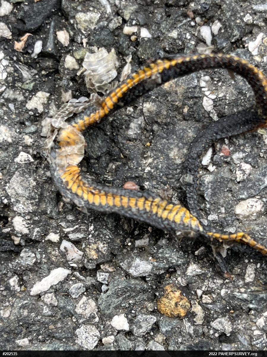 Northern Ring-necked Snake