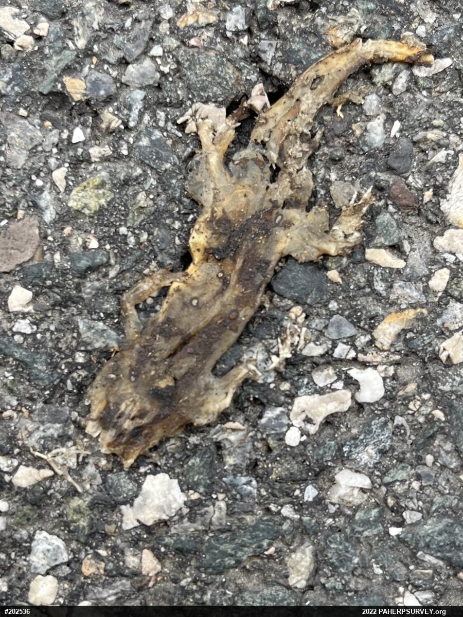 Red-spotted Newt