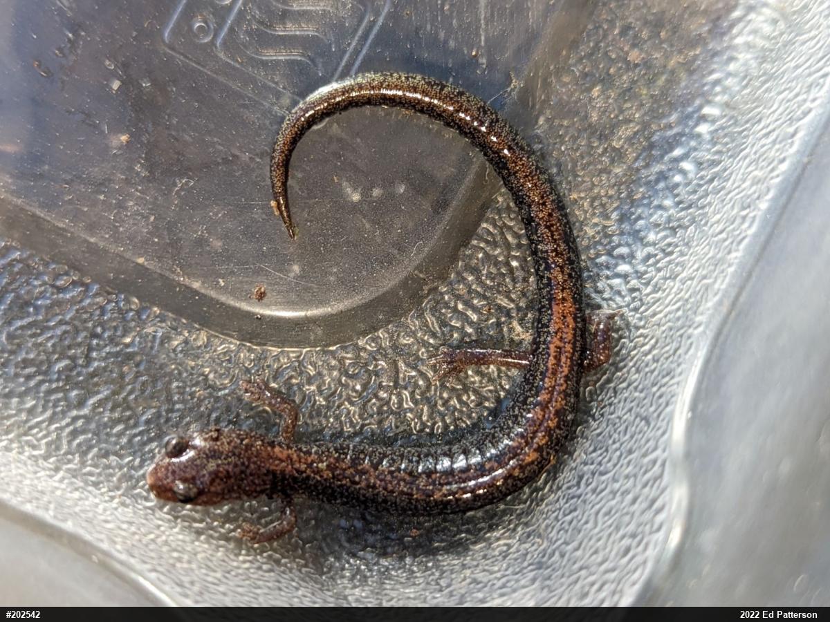 Eastern Red-backed  Salamander