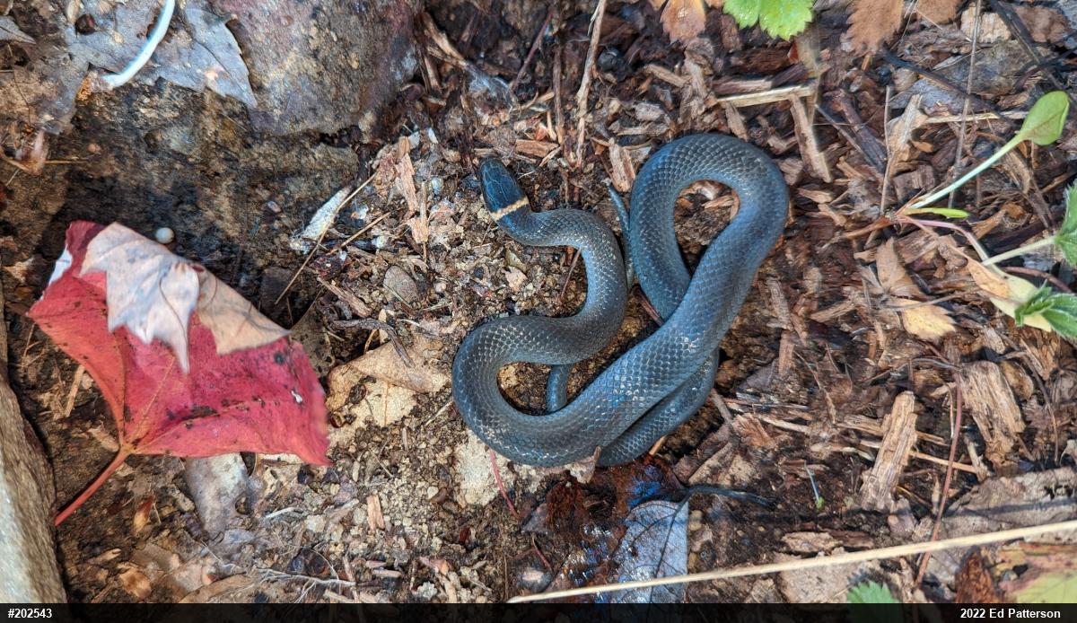 Northern Ring-necked Snake