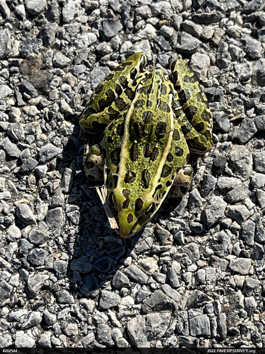 Northern Leopard Frog