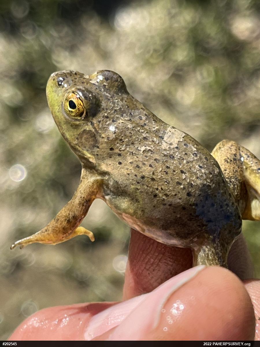 American Bullfrog