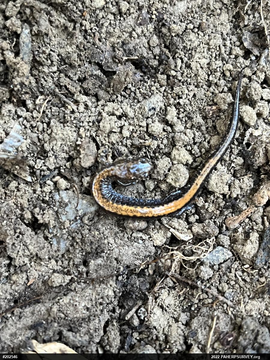 Eastern Red-backed  Salamander