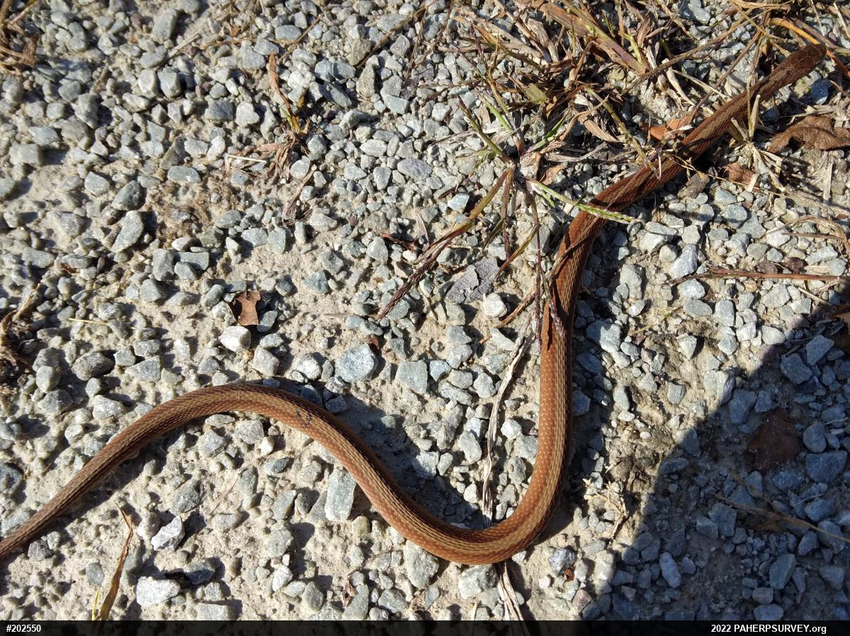 Red-bellied Snake