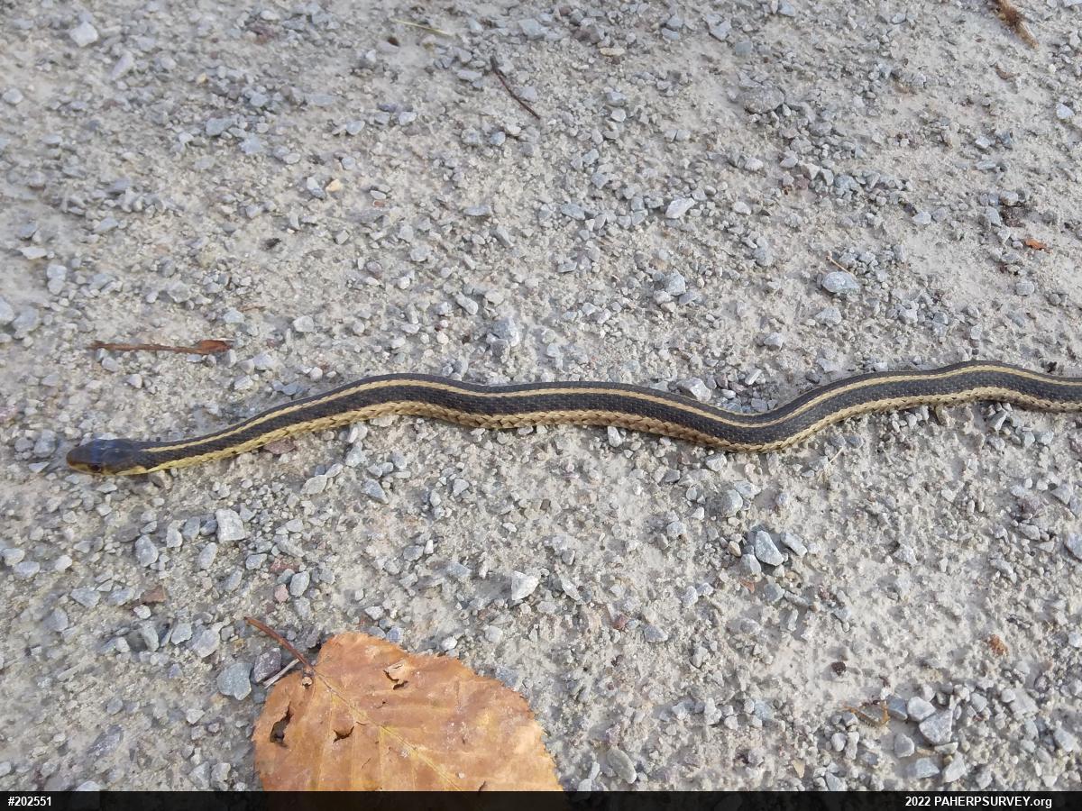 Eastern Gartersnake