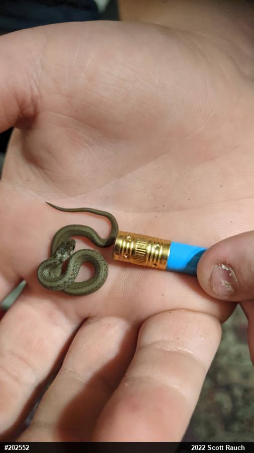 Dekay's Brownsnake