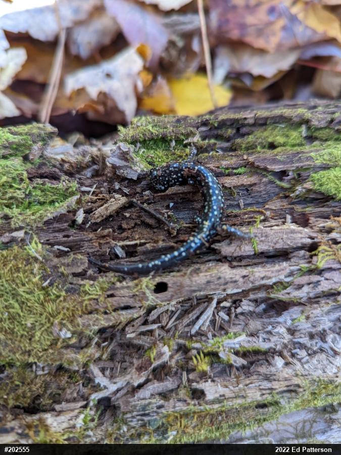 Northern Slimy Salamander