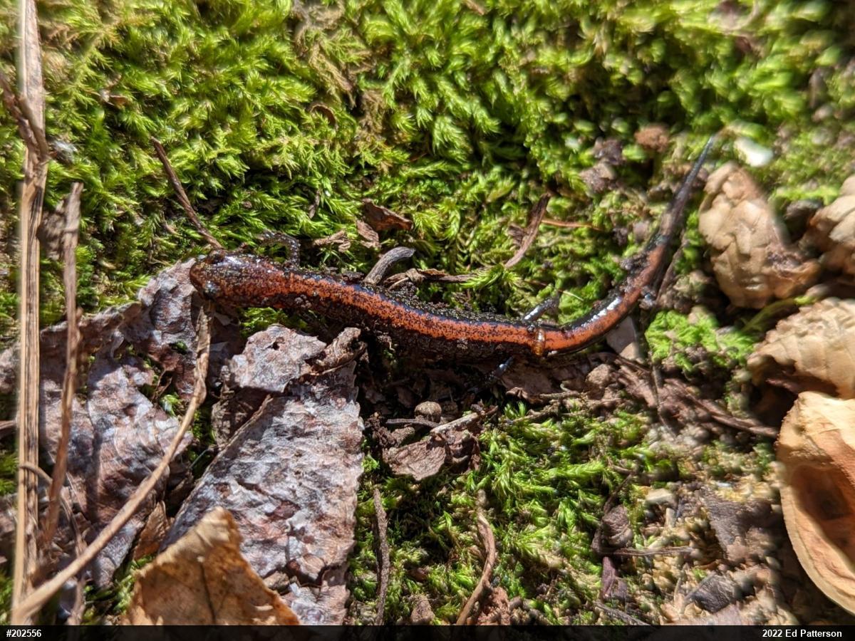 Eastern Red-backed  Salamander