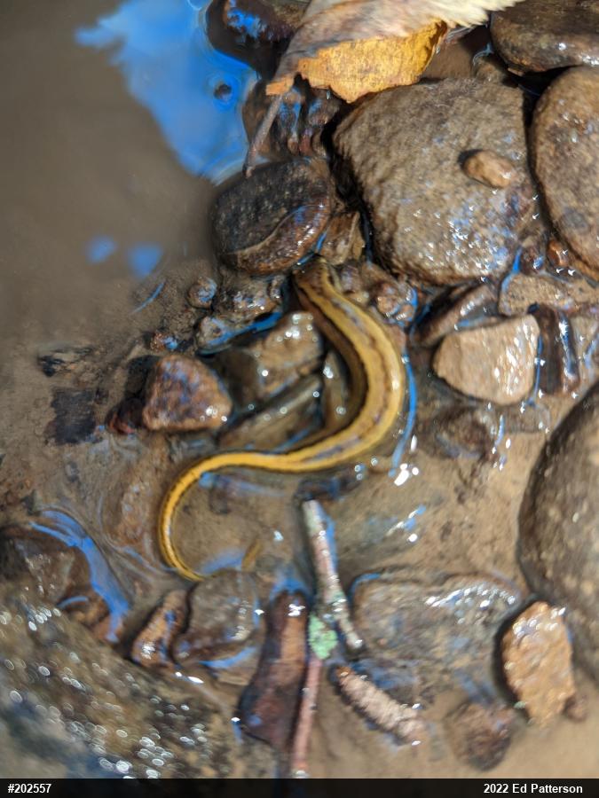 Northern Two-lined Salamander
