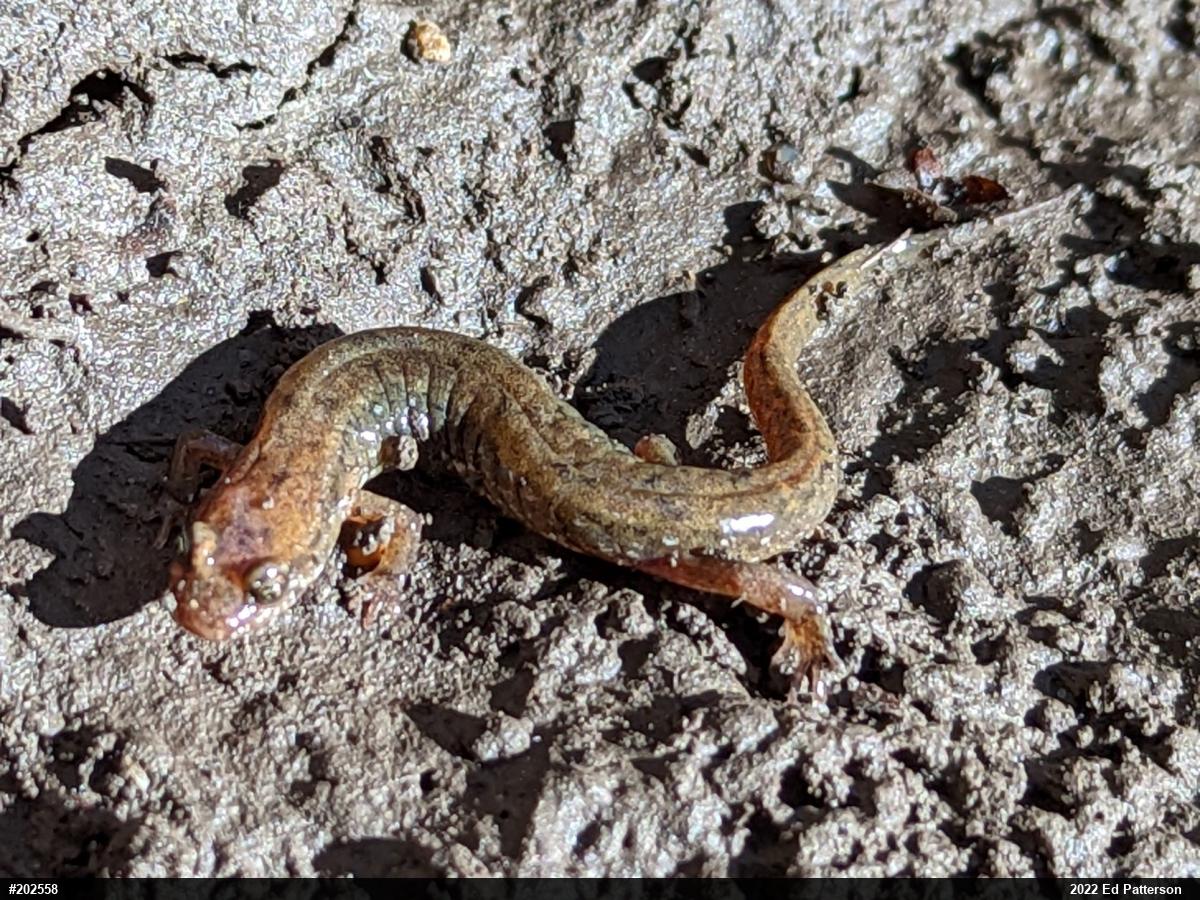 Northern Dusky Salamander