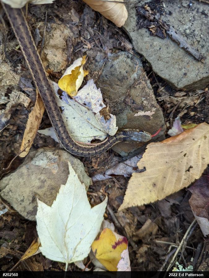 Eastern Gartersnake