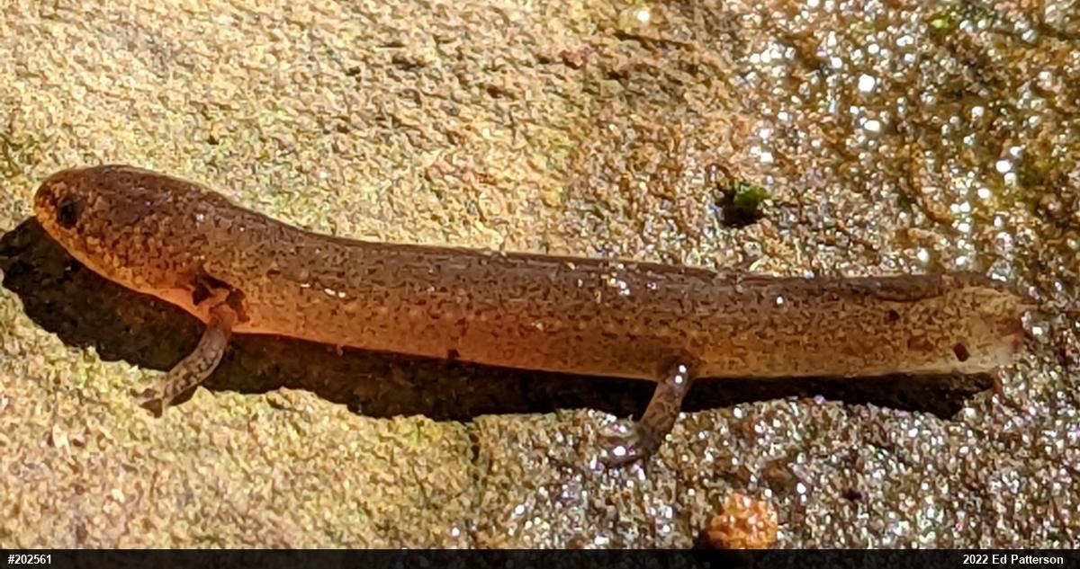 Northern Red Salamander