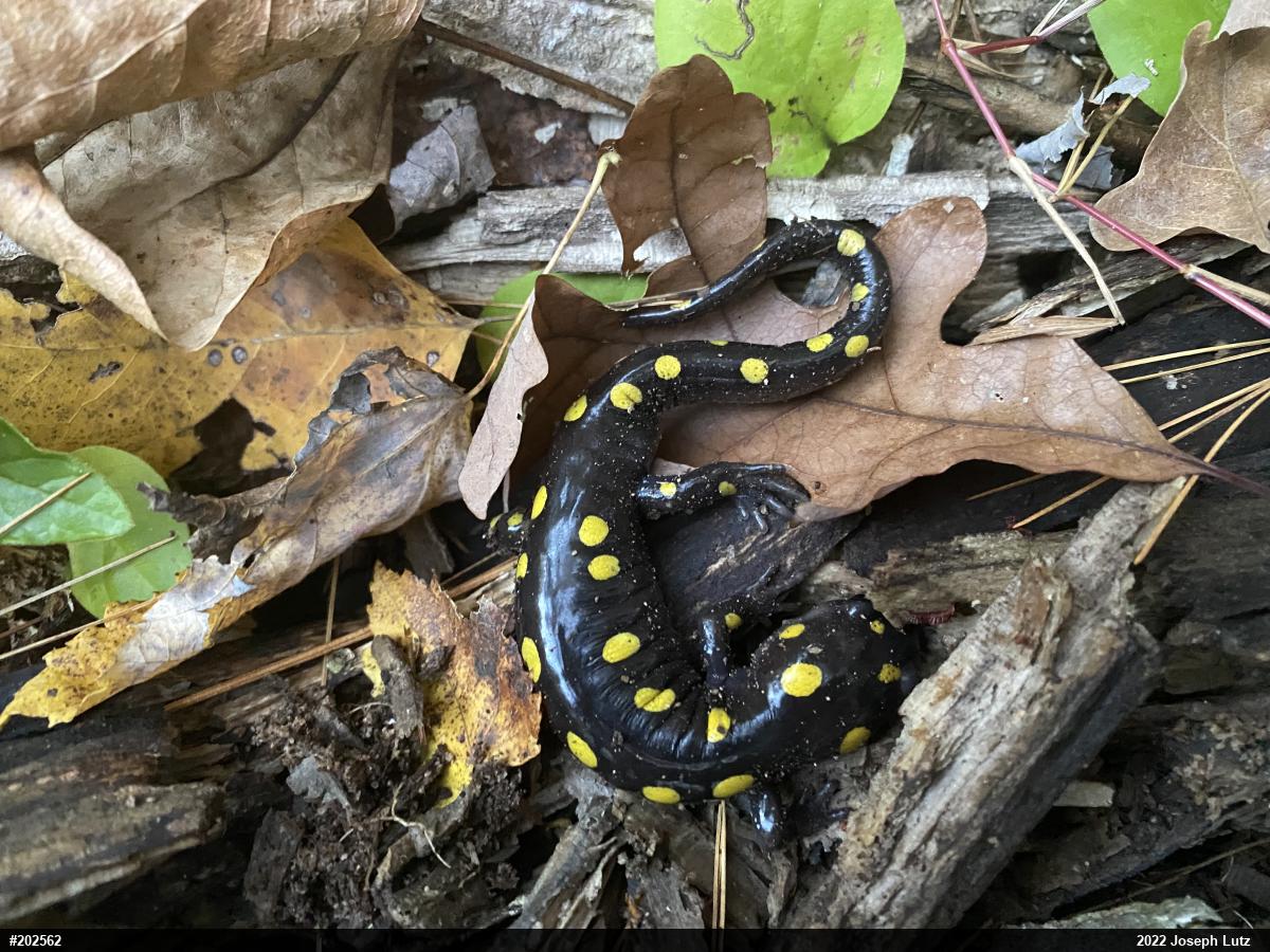 Spotted Salamander