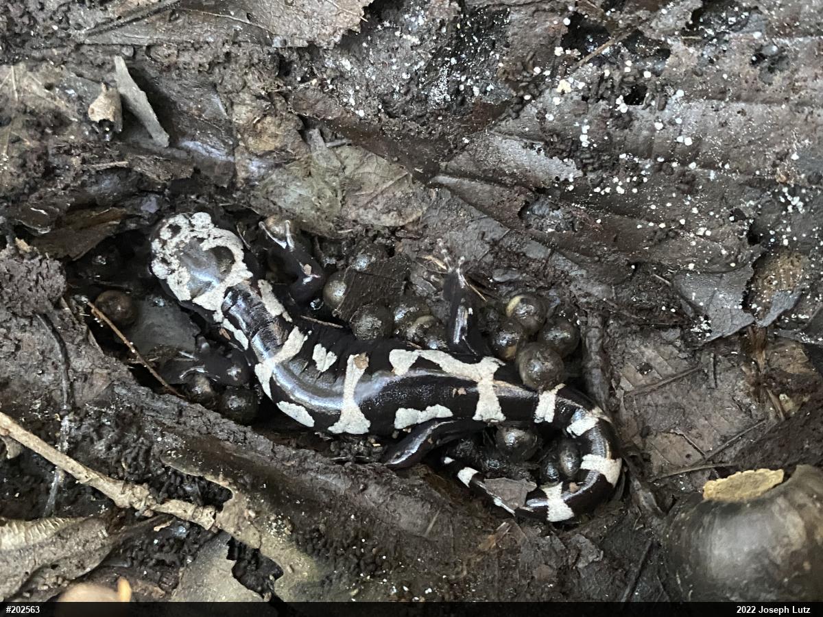 Marbled Salamander