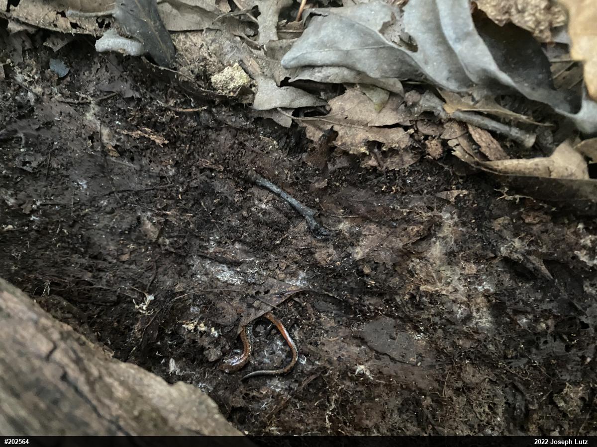 Eastern Red-backed  Salamander