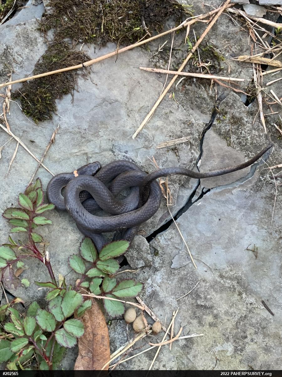 Northern Ring-necked Snake