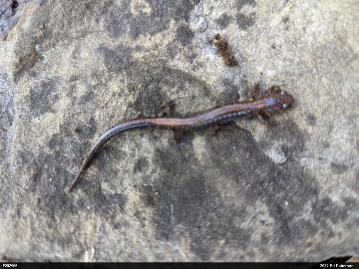 Eastern Red-backed  Salamander