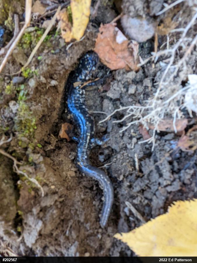 Northern Slimy Salamander
