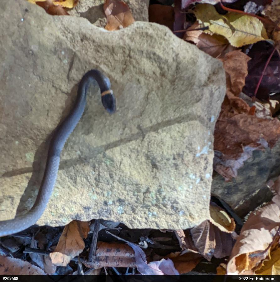 Northern Ring-necked Snake