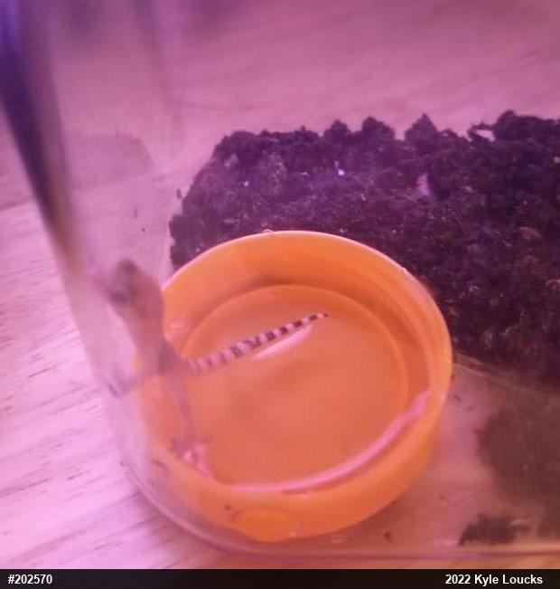 House Geckos